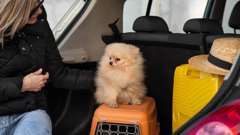 Vai viajar com o pet? Aproveite nossa hospedagem pet friendly em Sinop